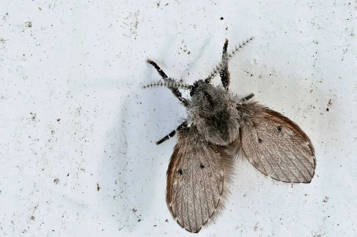 ¿Has visto a este curioso insecto en tu baño?, aquí te decimos su función